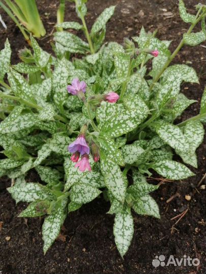 Медуница, примула