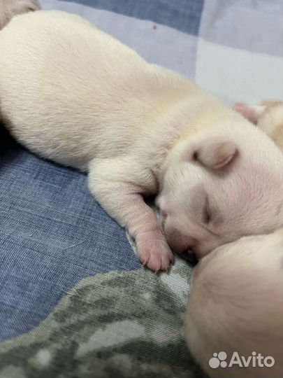 Щенки чихуахуа