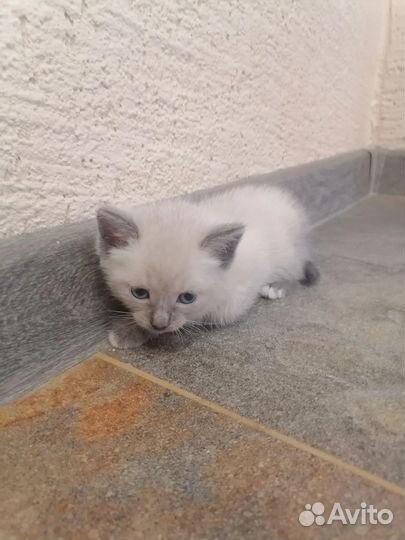 Отдам котят в добрые руки