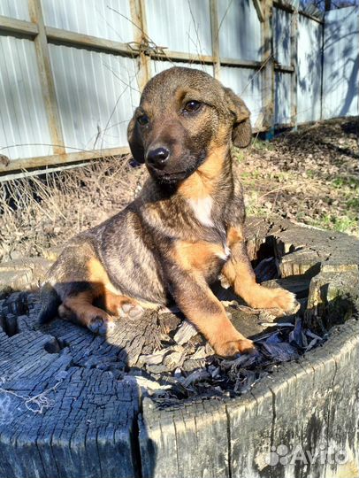 Собака в добрые руки девочка