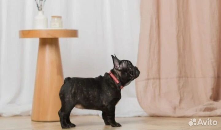 Французский бульдог щенки