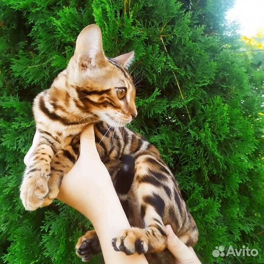 Бенгальские котята