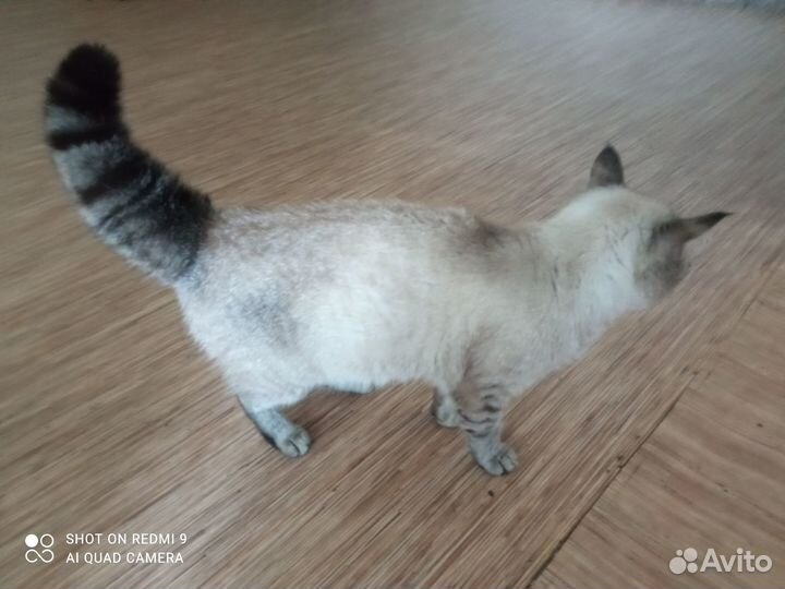 Кошка Милочка