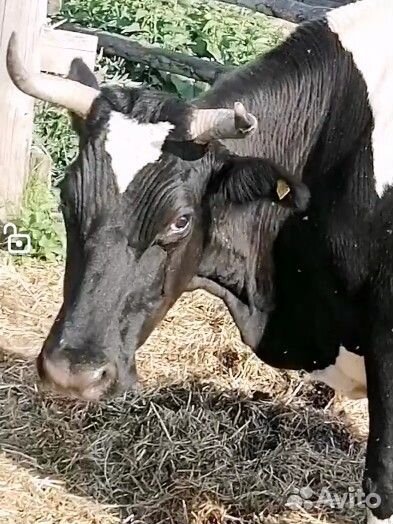 Голштинская корова