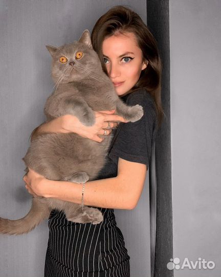 Британский кот вязка