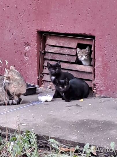 Котята живут в подвале