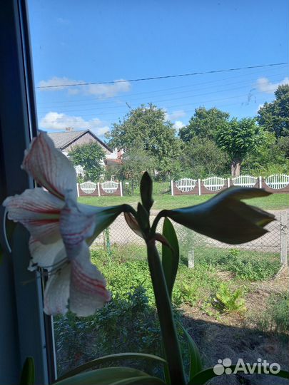 Гиппеаструм полосатый детки