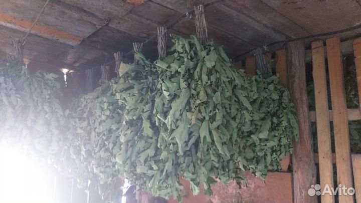 Дубовые веники для бани