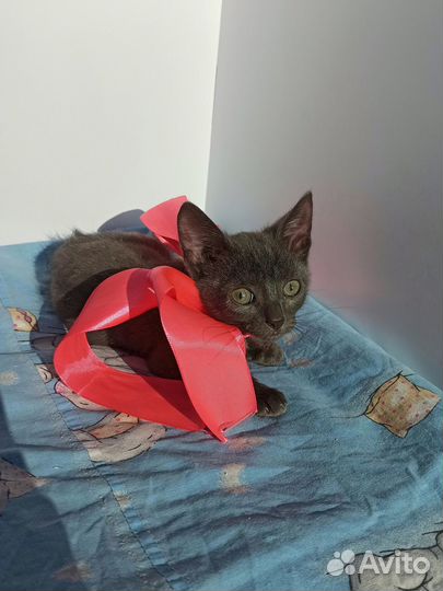 Котенок девочка
