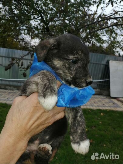 Кобель малыш