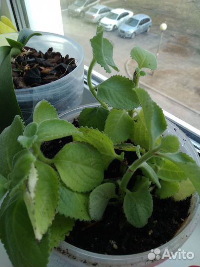 Комнатные цветы