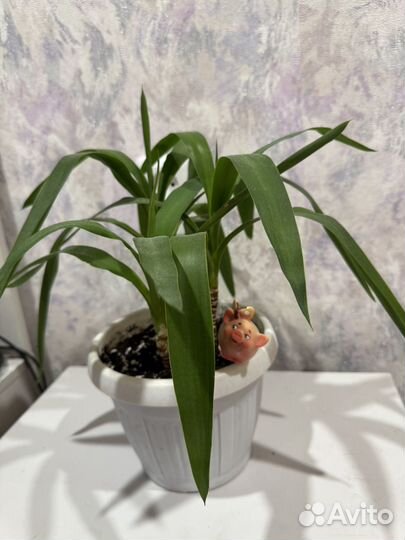 Юкка 3 штуки