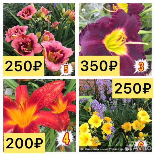 Лилейники сортовые