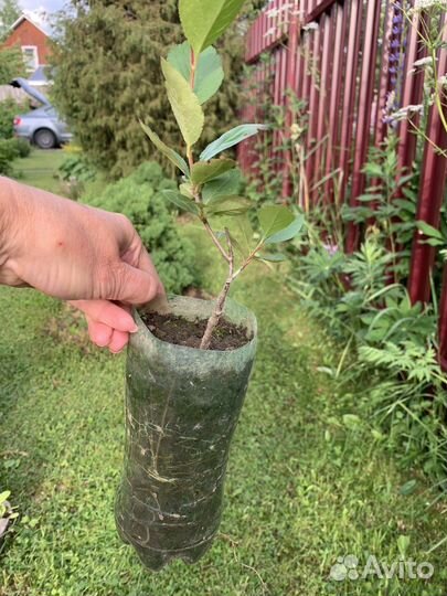 Саженцы Черноплодная рябина (арония)