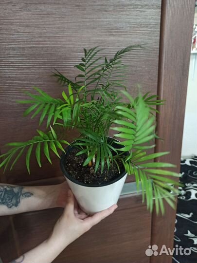 Пальма хамедорея