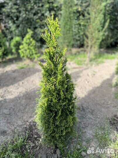 Туя смарагд