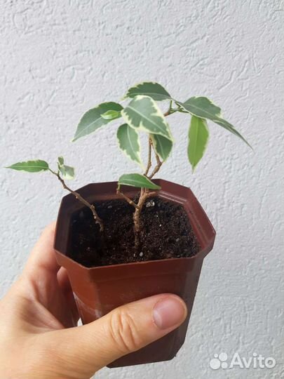 Фикус Бенжамина.Нина