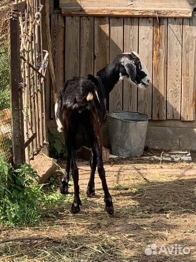 Две козы, козёл на случку