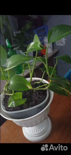 Лиана стендапсус