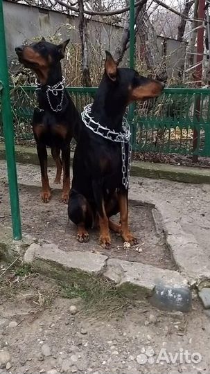 Щенки добермана