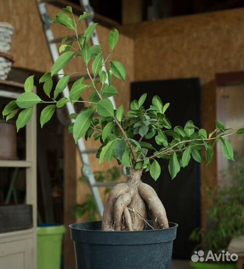 Фикус микрокарпа гинсенг (для бонсай)