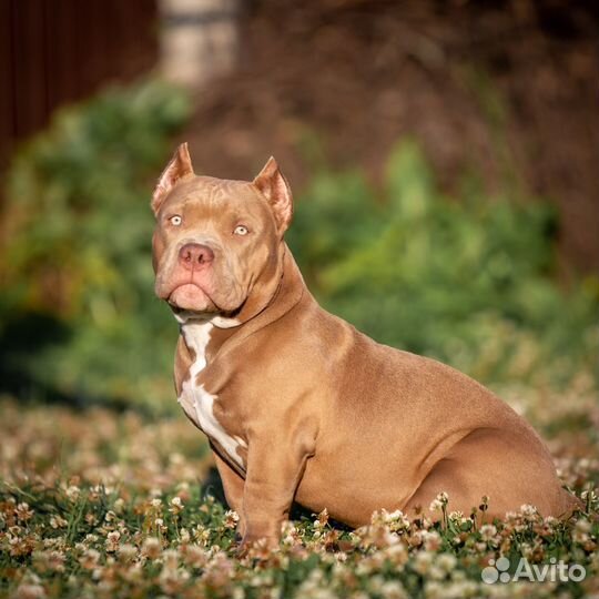 Американский булли покет щенок