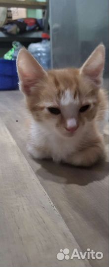 Кошка в добрые руки