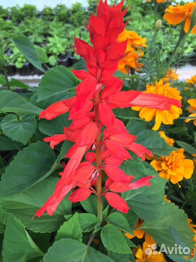 Рассада сальвия