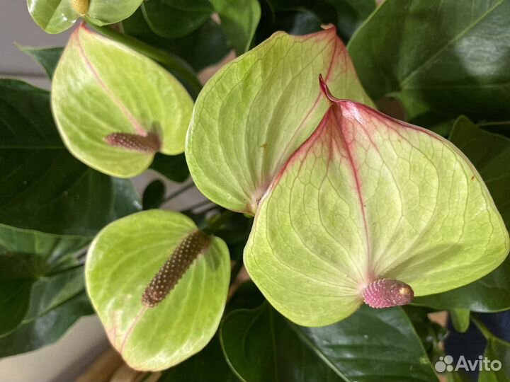Антуриум ягуар грин