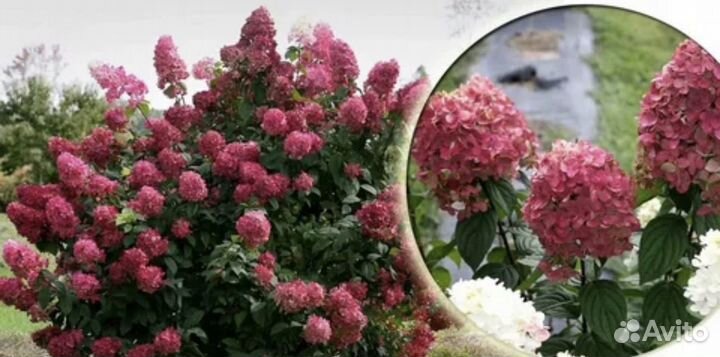Набор из метельчатых гортензий