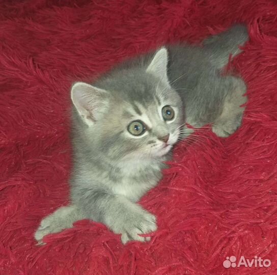 Шотландская