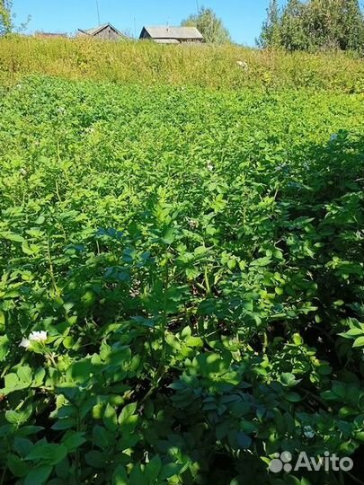 Картофель Сарпо Аксона, Сарпо Уна, Сарпо Книфли