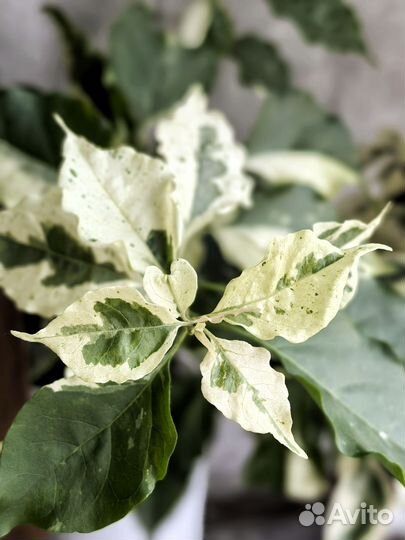 Бугенвиллия Motley India / Eltinto