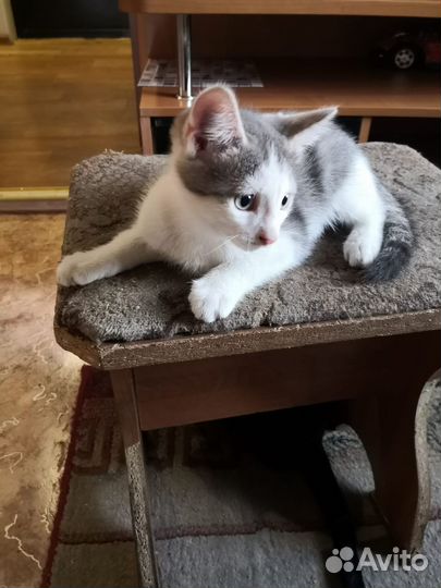 Котенок мальчик бесплатно