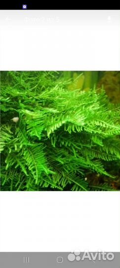 Растения для аквариума