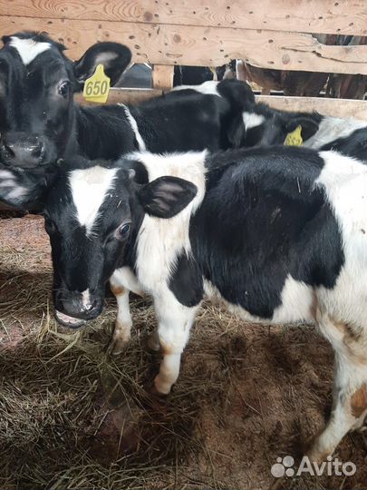 Телята бычки