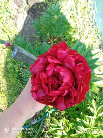 Пион ред Грейс и Генри боксток