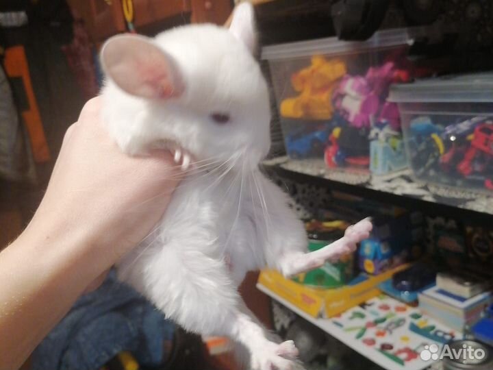 Шиншиллята