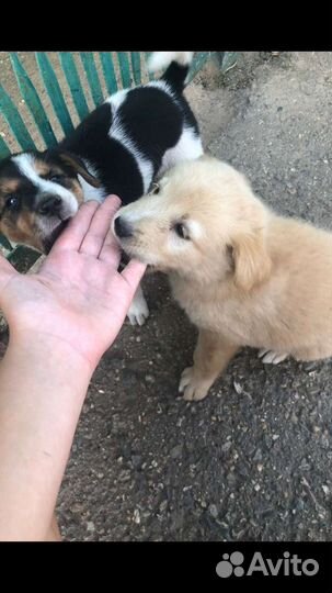 В добрые руки никому не нужные щенки