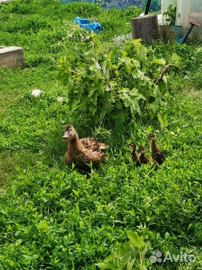 Подсадные утки