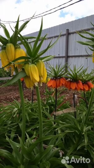 Рябчик Императорский