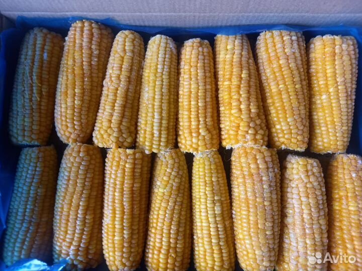 Кукуруза в початках