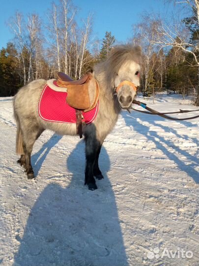 Прокат на лошади и пони, выезд на праздники