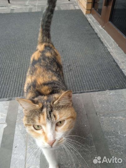 Кошка в заботливые руки