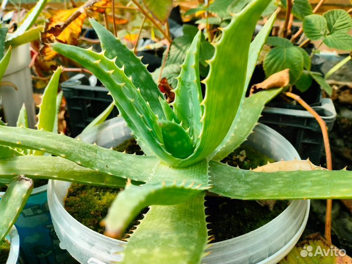 Рассада каланхое