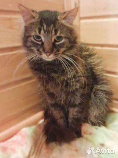 Издевались над котиком