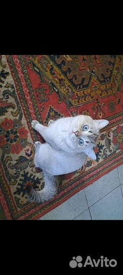 Кот на вязку шотландцы