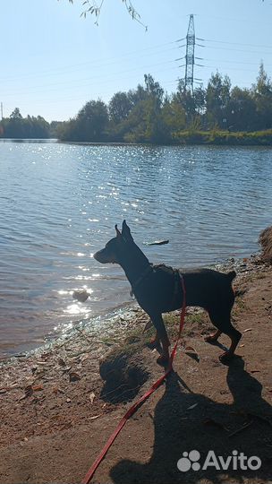 Выгул и передержка собак Митино