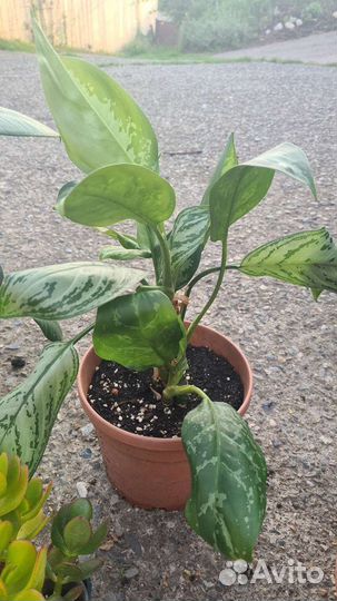 Комнатные растения