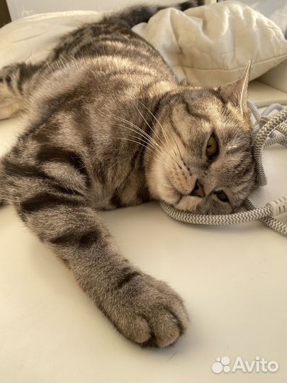 Британский кот